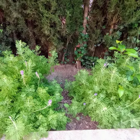 El Laurel Y El Limonero. * La Pajanosas