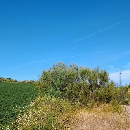 El Laurel Y El Limonero.